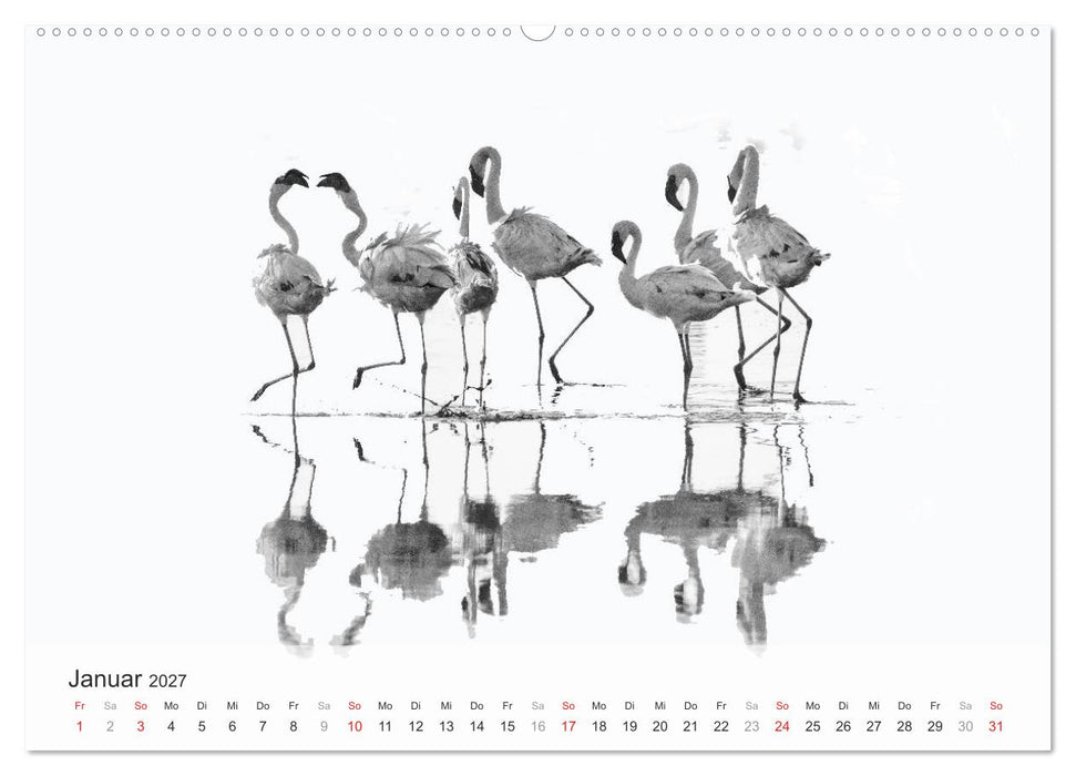 Flamingo Impressionen 2027 (CALVENDO Premium Wandkalender 2027)