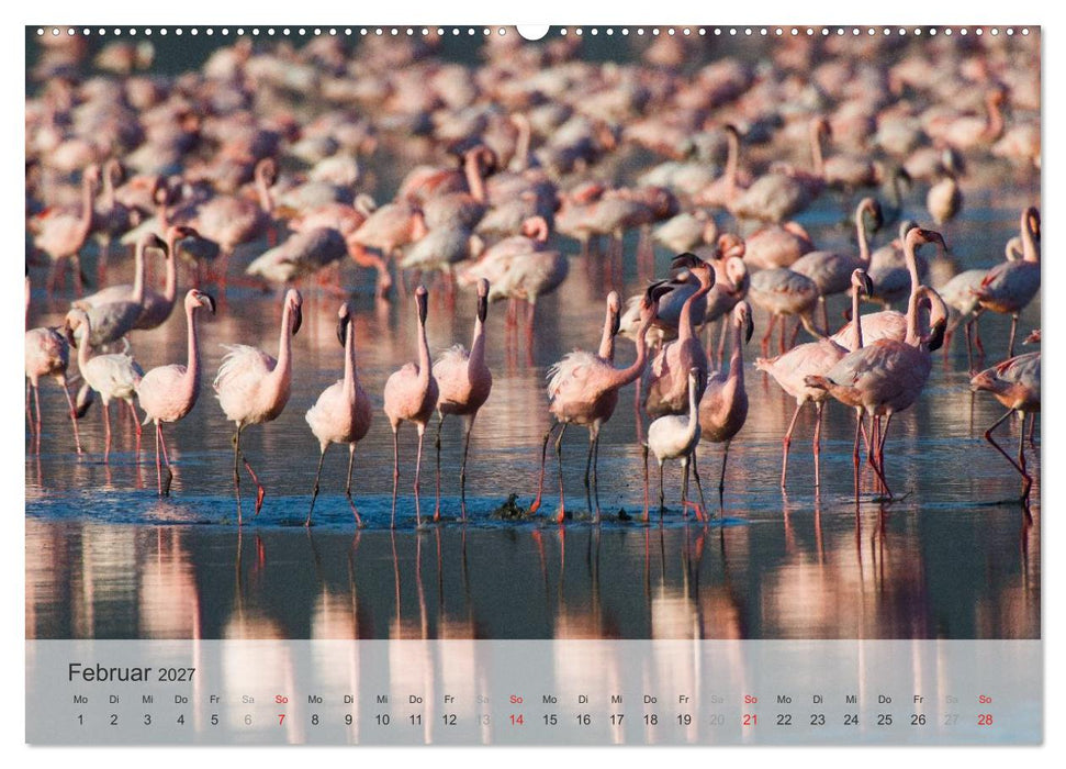 Flamingo Impressionen 2027 (CALVENDO Premium Wandkalender 2027)