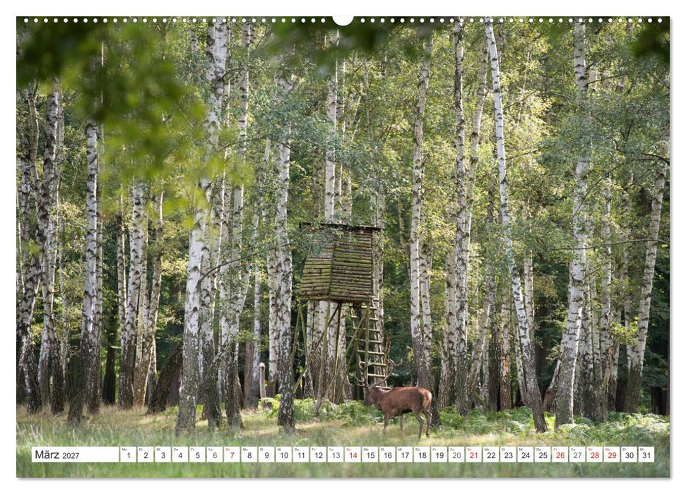 Emotionale Momente: Hirschbrunft (CALVENDO Premium Wandkalender 2027)