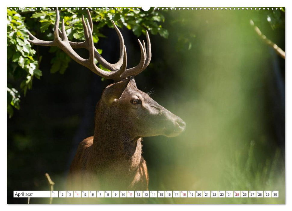 Emotionale Momente: Hirschbrunft (CALVENDO Premium Wandkalender 2027)