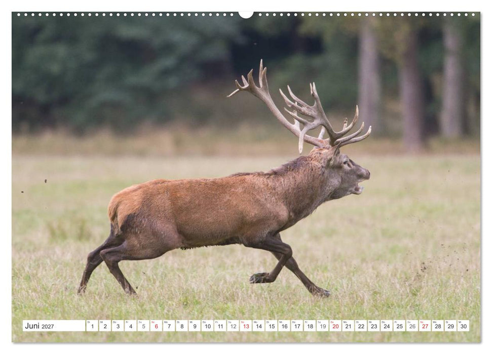 Emotionale Momente: Hirschbrunft (CALVENDO Premium Wandkalender 2027)
