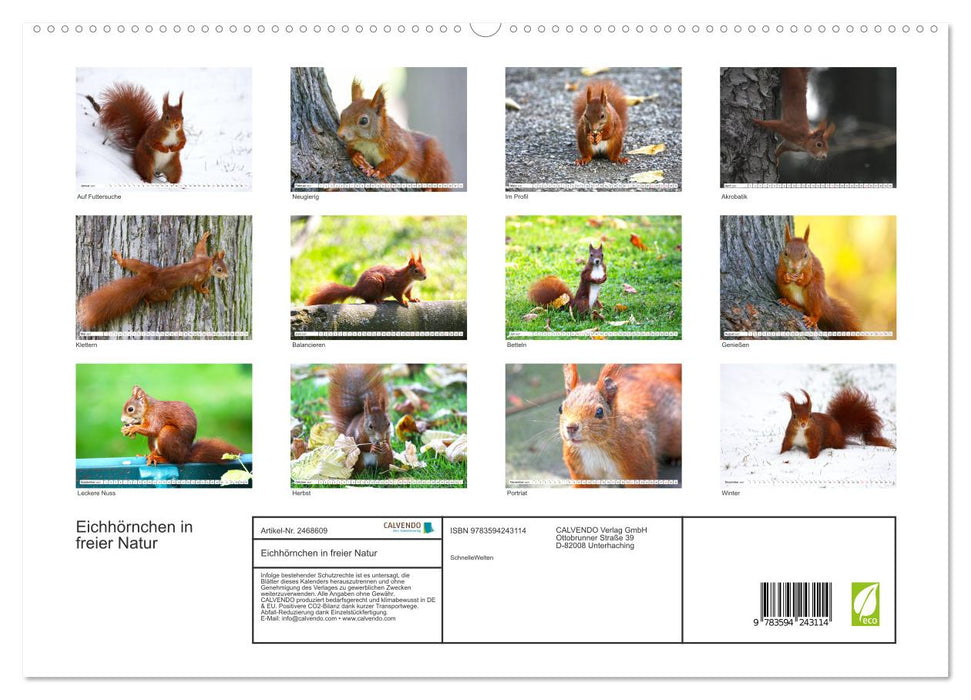 Eichhörnchen in freier Natur (CALVENDO Wandkalender 2027)