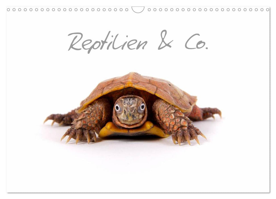 Reptilien & Co. (CALVENDO Wandkalender 2027)