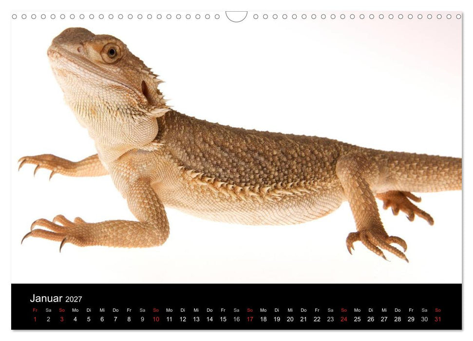 Reptilien & Co. (CALVENDO Wandkalender 2027)