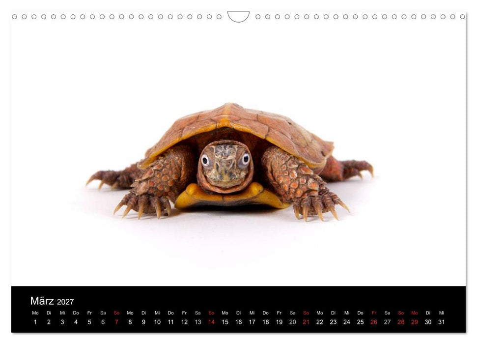 Reptilien & Co. (CALVENDO Wandkalender 2027)