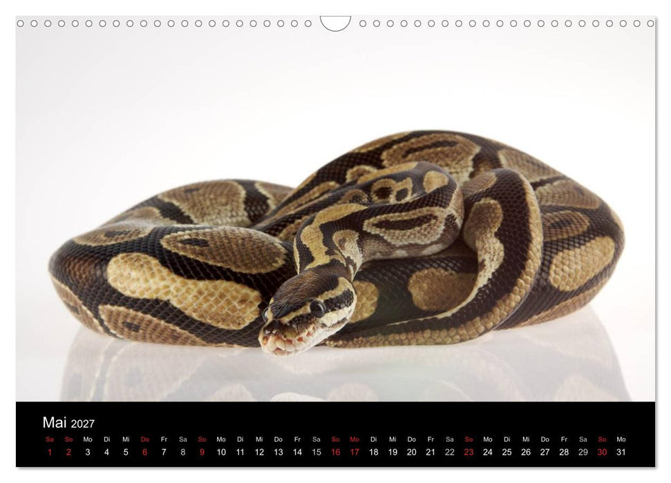 Reptilien & Co. (CALVENDO Wandkalender 2027)