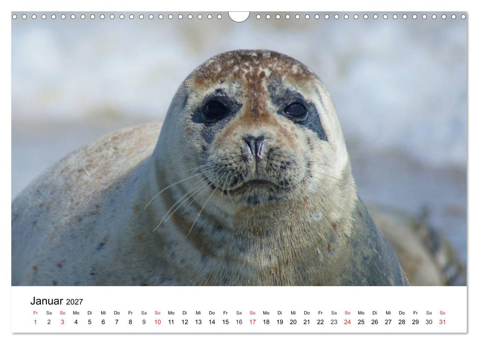 Das Leben der Robben (CALVENDO Wandkalender 2027)
