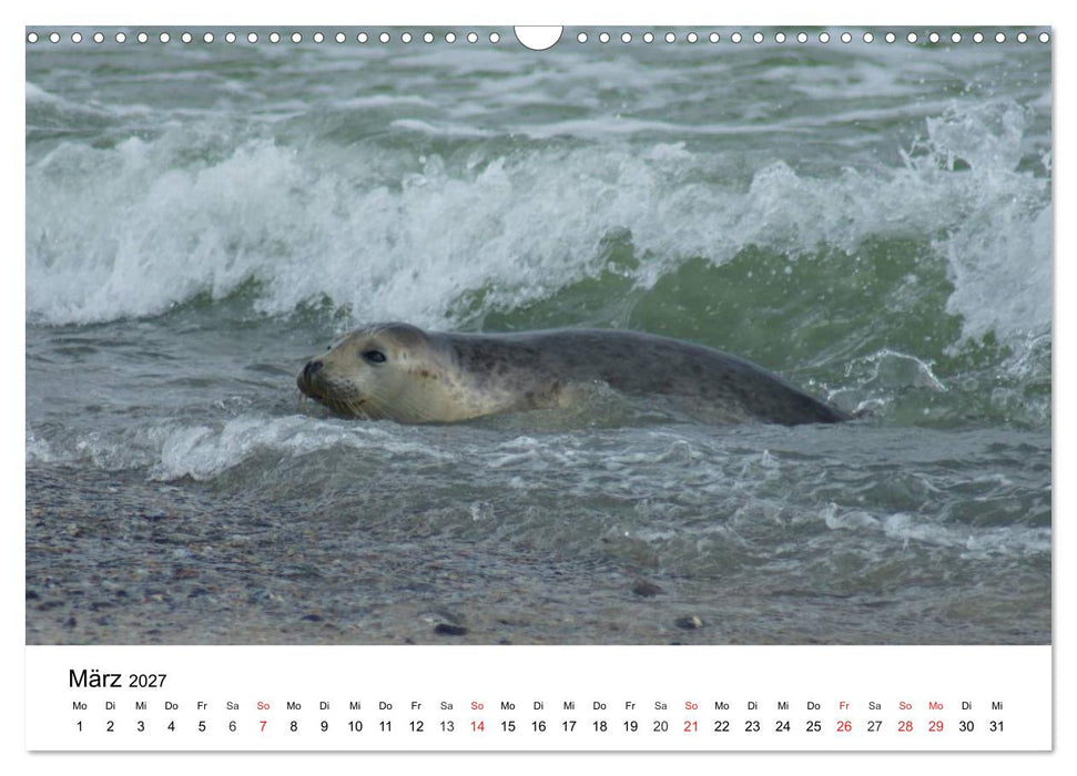 Das Leben der Robben (CALVENDO Wandkalender 2027)