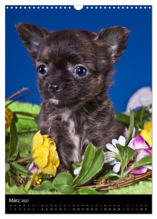 Chihuahua Welpen (CALVENDO Wandkalender 2027)