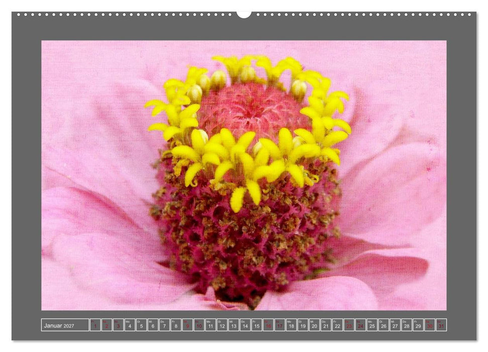 Blumen für dich (CALVENDO Premium Wandkalender 2027)
