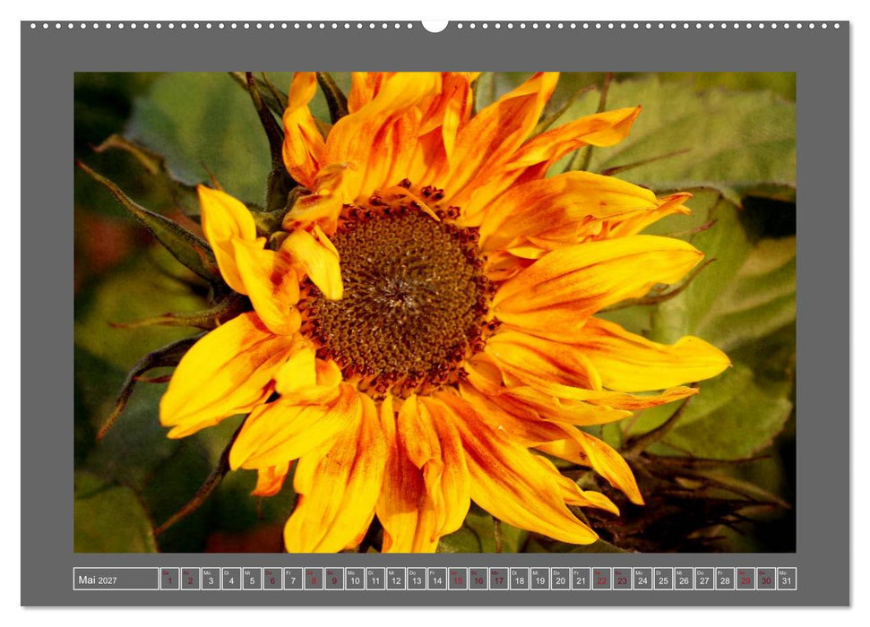 Blumen für dich (CALVENDO Premium Wandkalender 2027)