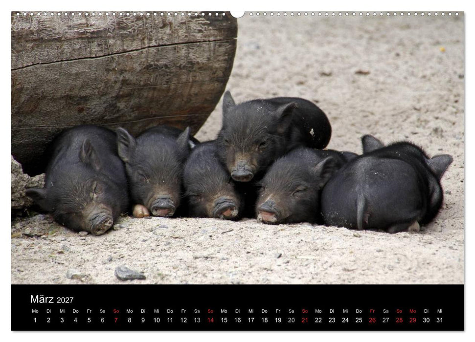 Schweinereien (CALVENDO Premium Wandkalender 2027)