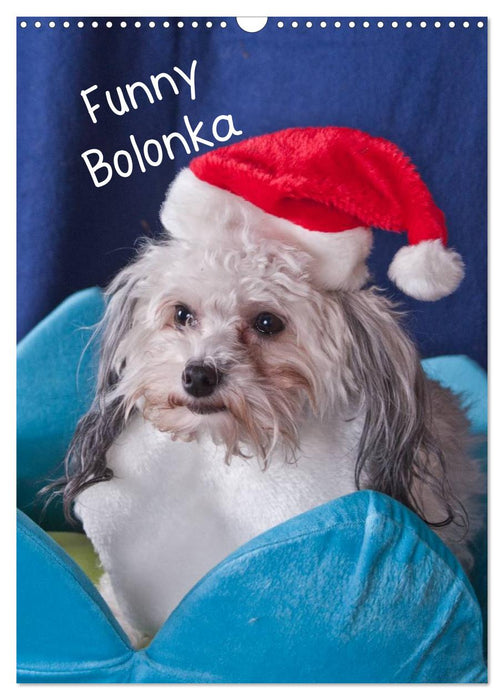 Funny Bolonka (CALVENDO Wandkalender 2027)