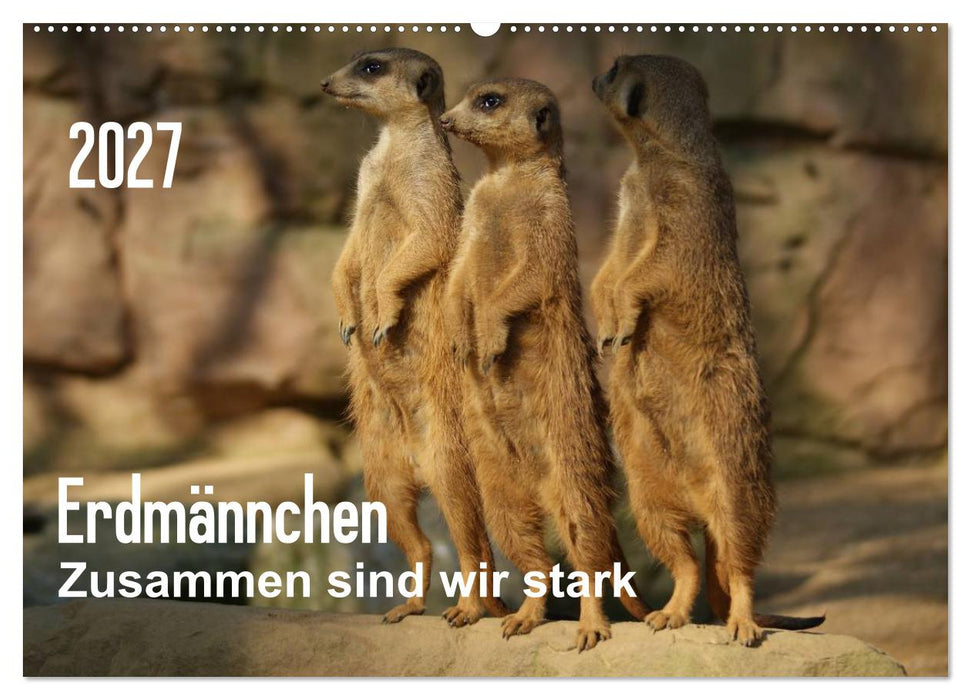 Erdmännchen – Zusammen sind wir stark (CALVENDO Wandkalender 2027)
