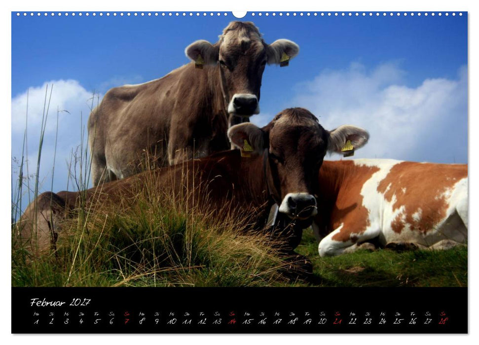 Allgäuer Bergblicke (CALVENDO Wandkalender 2027)