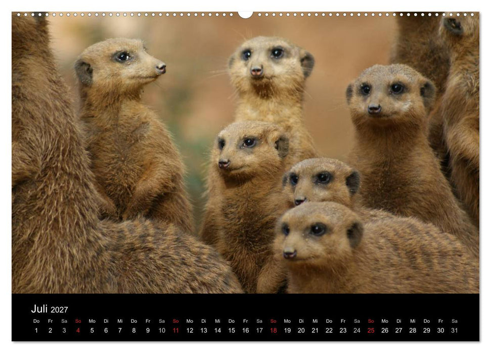 Erdmännchen – Zusammen sind wir stark (CALVENDO Premium Wandkalender 2027)