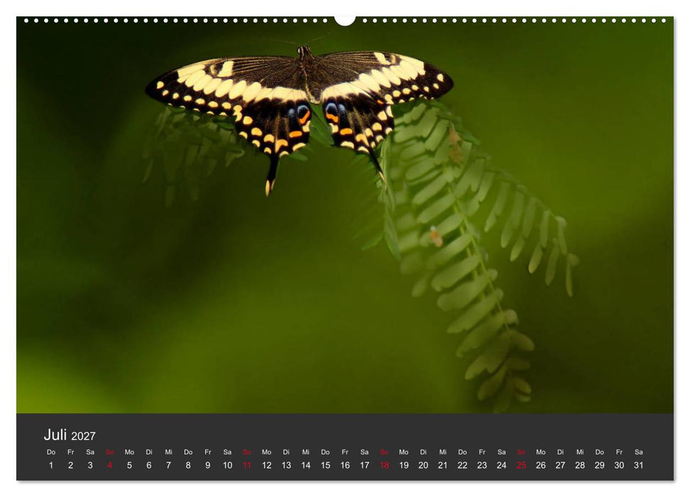 Schmetterlinge (CALVENDO Premium Wandkalender 2027)