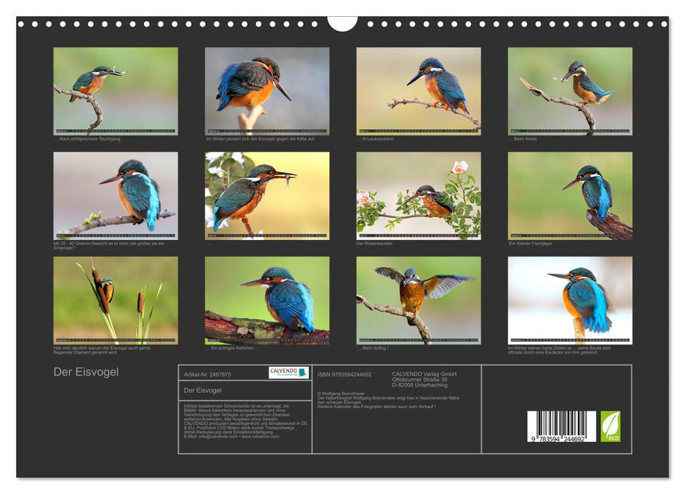 Der Eisvogel (CALVENDO Wandkalender 2027)