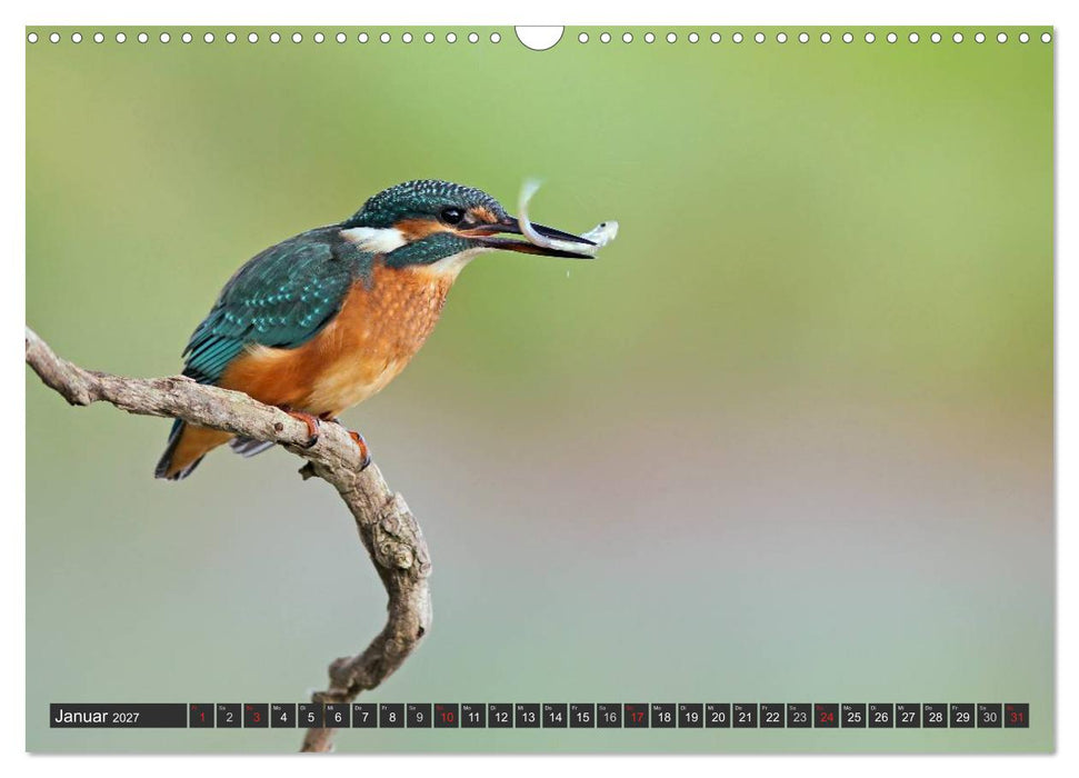 Der Eisvogel (CALVENDO Wandkalender 2027)
