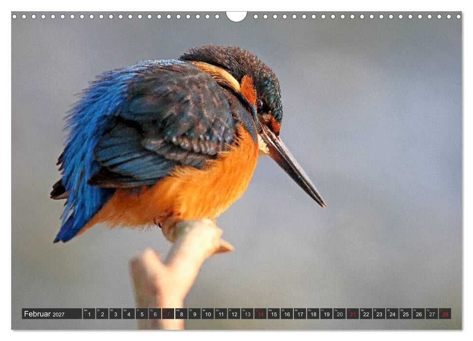 Der Eisvogel (CALVENDO Wandkalender 2027)