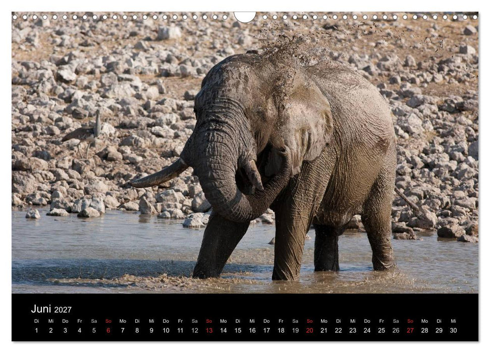 Wildlife Namibia (CALVENDO Wandkalender 2027)