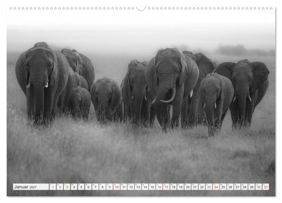 Emotionale Momente: Elefanten in black & white (CALVENDO Wandkalender 2027)