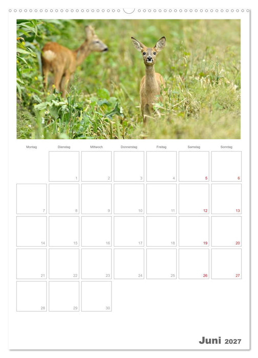 Rehe & Co / Planer (CALVENDO Wandkalender 2027)