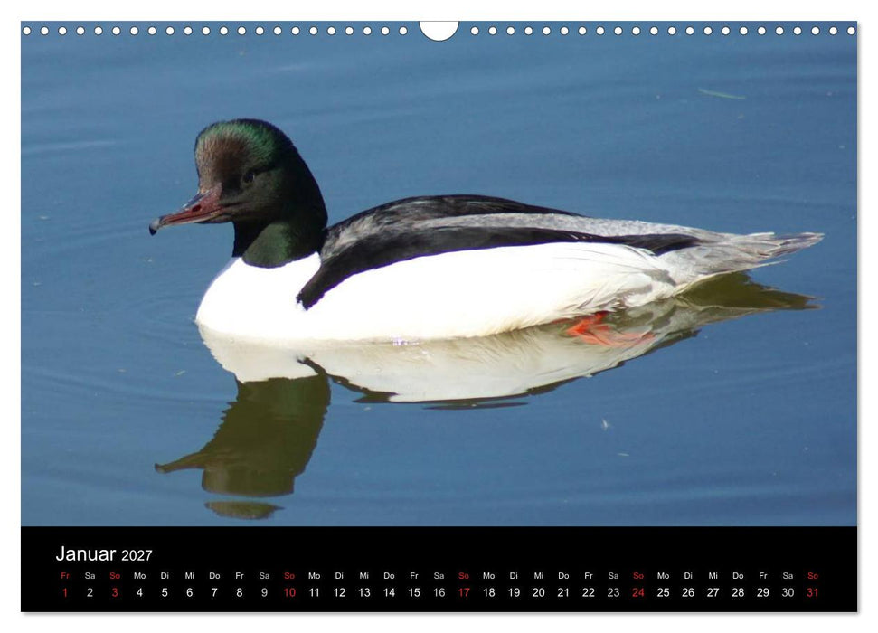 Das Leben der Enten (CALVENDO Wandkalender 2027)