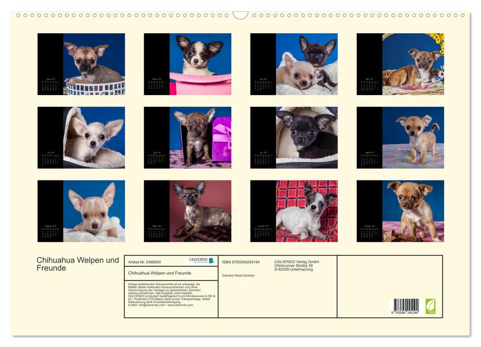Chihuahua Welpen und Freunde (CALVENDO Wandkalender 2027)