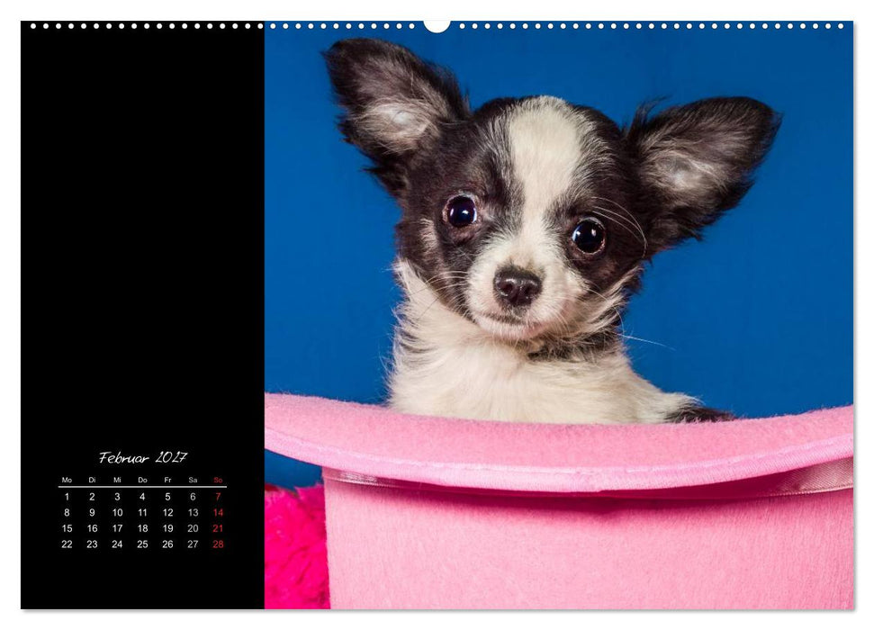 Chihuahua Welpen und Freunde (CALVENDO Wandkalender 2027)