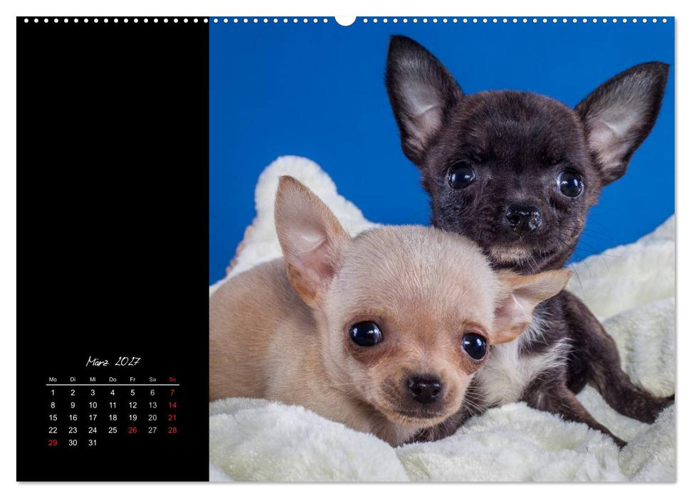Chihuahua Welpen und Freunde (CALVENDO Wandkalender 2027)