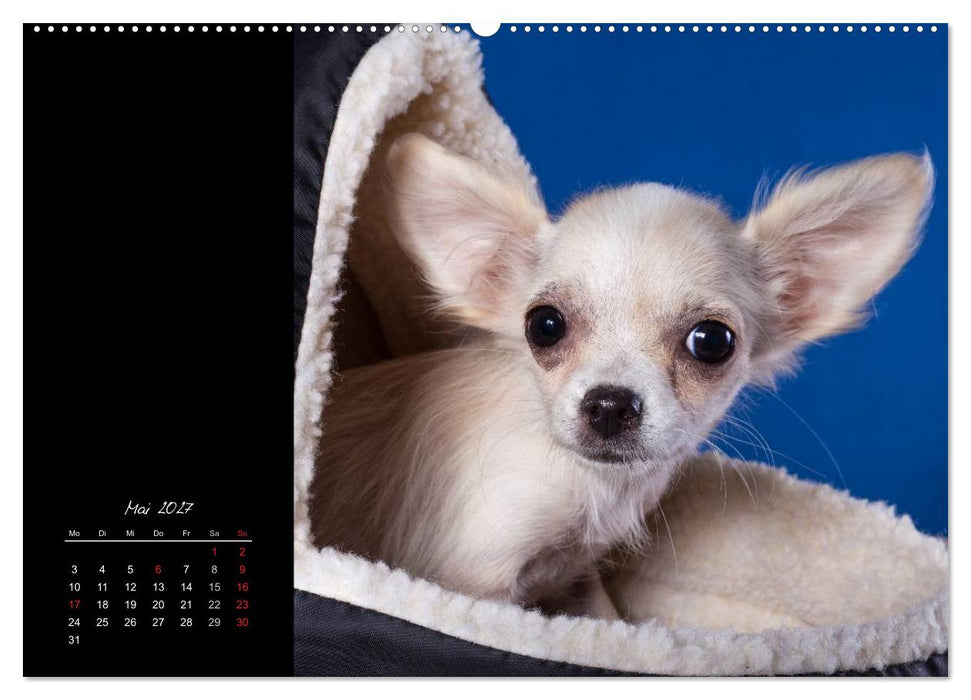 Chihuahua Welpen und Freunde (CALVENDO Wandkalender 2027)