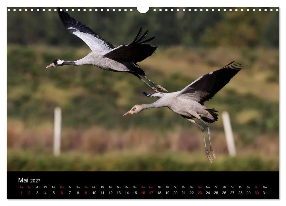 Kraniche (CALVENDO Wandkalender 2027)