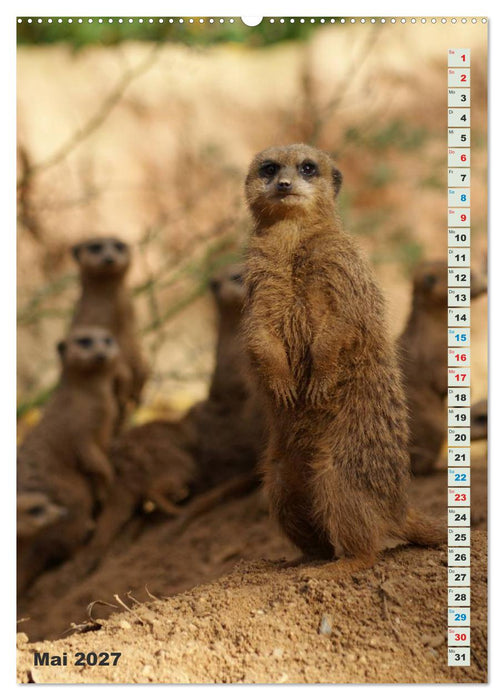 Erdmännchen-Meerkats-Surikate (CALVENDO Premium Wandkalender 2027)