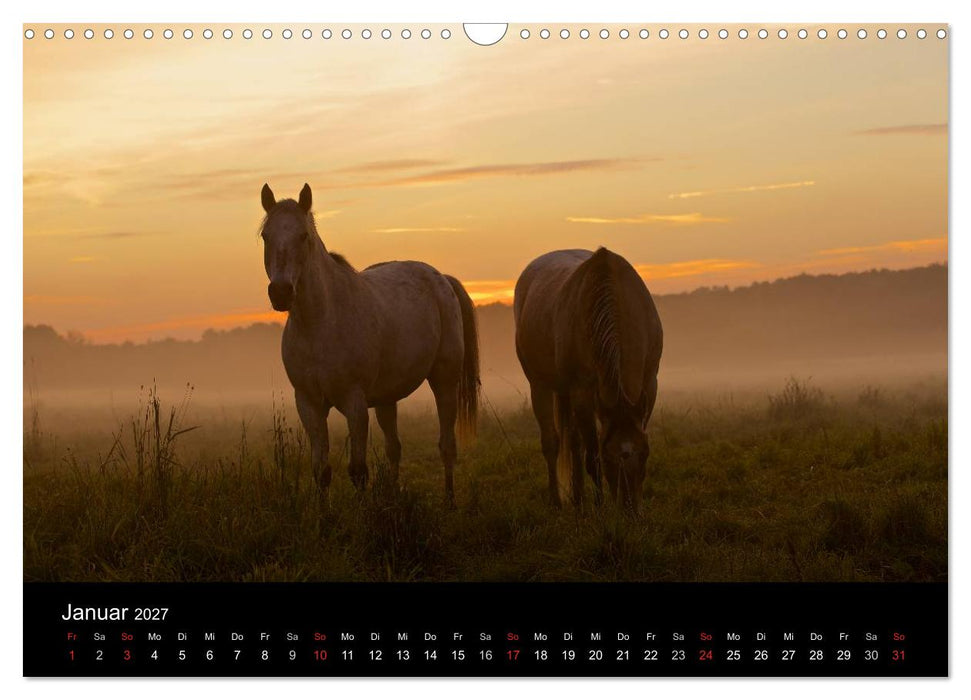 Wilde Pferde (CALVENDO Wandkalender 2027)