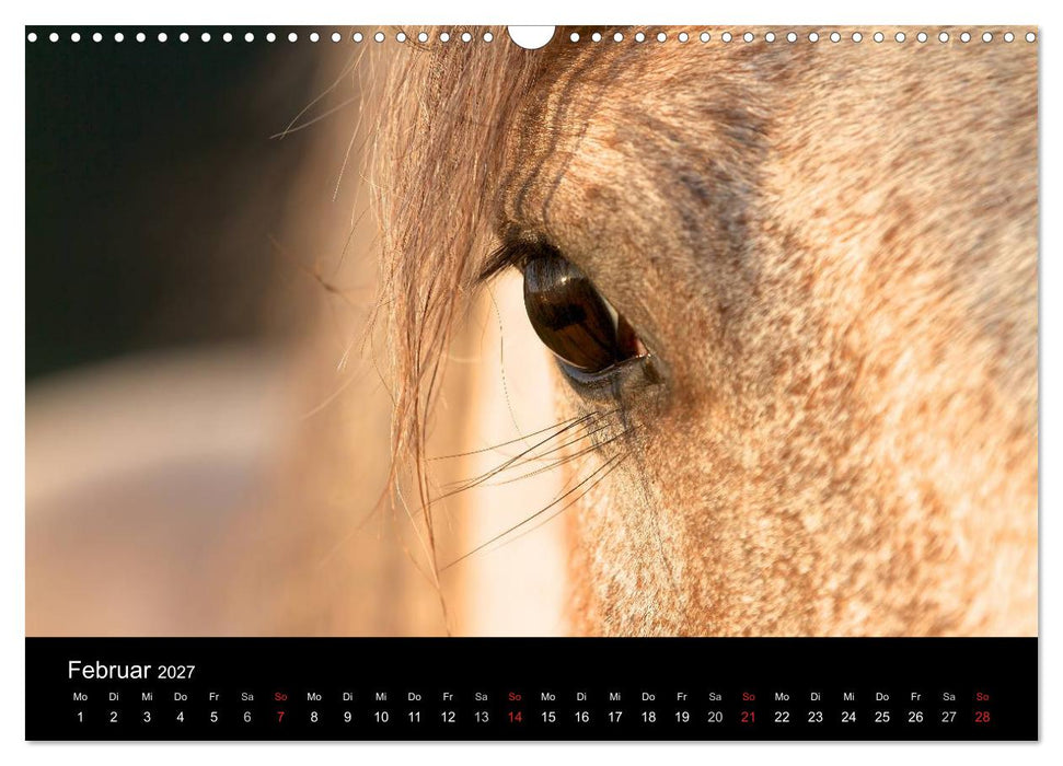 Wilde Pferde (CALVENDO Wandkalender 2027)