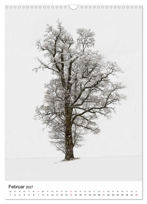 Bäume (CALVENDO Wandkalender 2027)