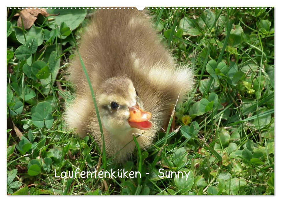 Laufentenküken - Sunny (CALVENDO Wandkalender 2027)