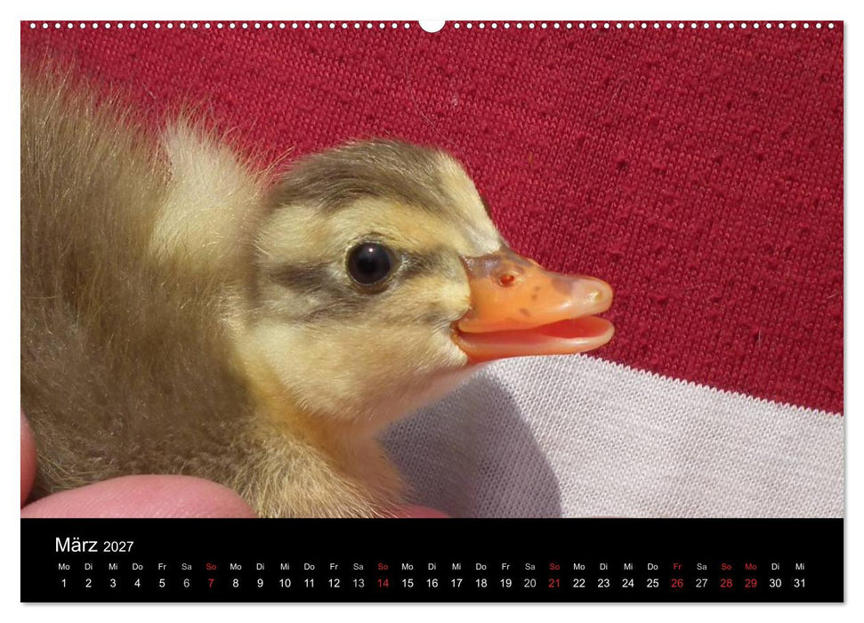 Laufentenküken - Sunny (CALVENDO Wandkalender 2027)