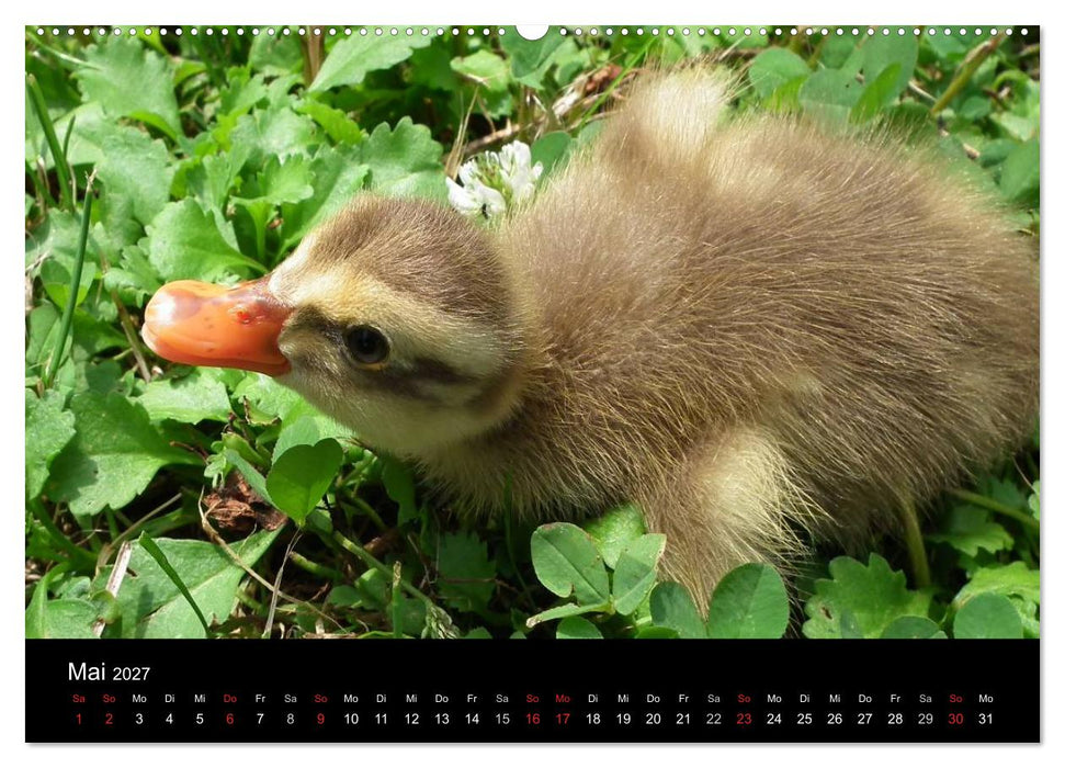 Laufentenküken - Sunny (CALVENDO Wandkalender 2027)