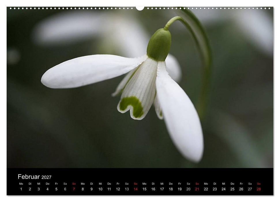 Blumige Farben (CALVENDO Wandkalender 2027)