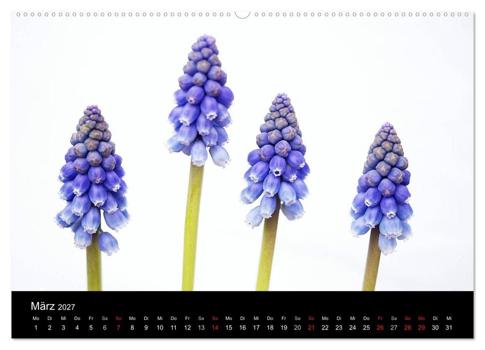 Blumige Farben (CALVENDO Wandkalender 2027)
