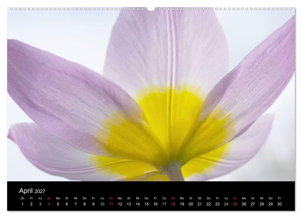 Blumige Farben (CALVENDO Wandkalender 2027)