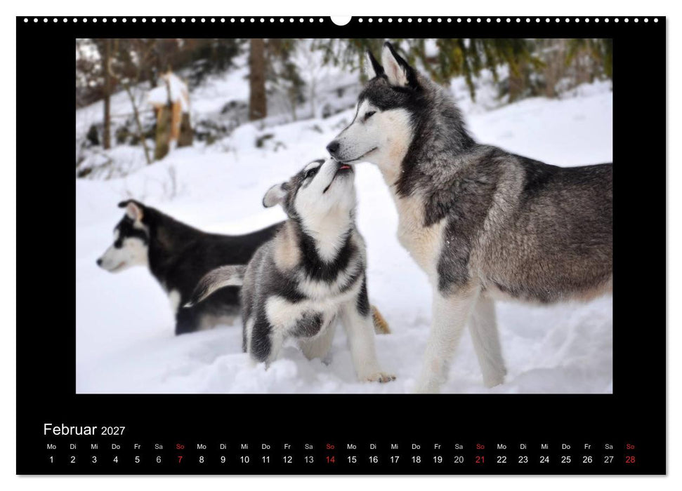 Husky-Kalender (CALVENDO Wandkalender 2027)