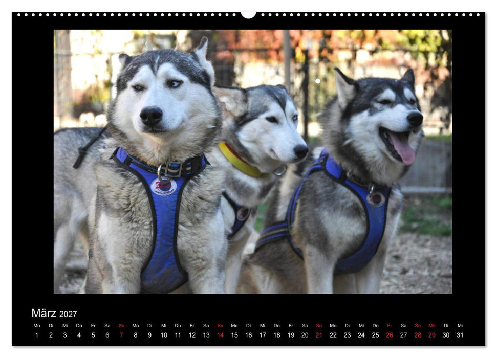 Husky-Kalender (CALVENDO Wandkalender 2027)