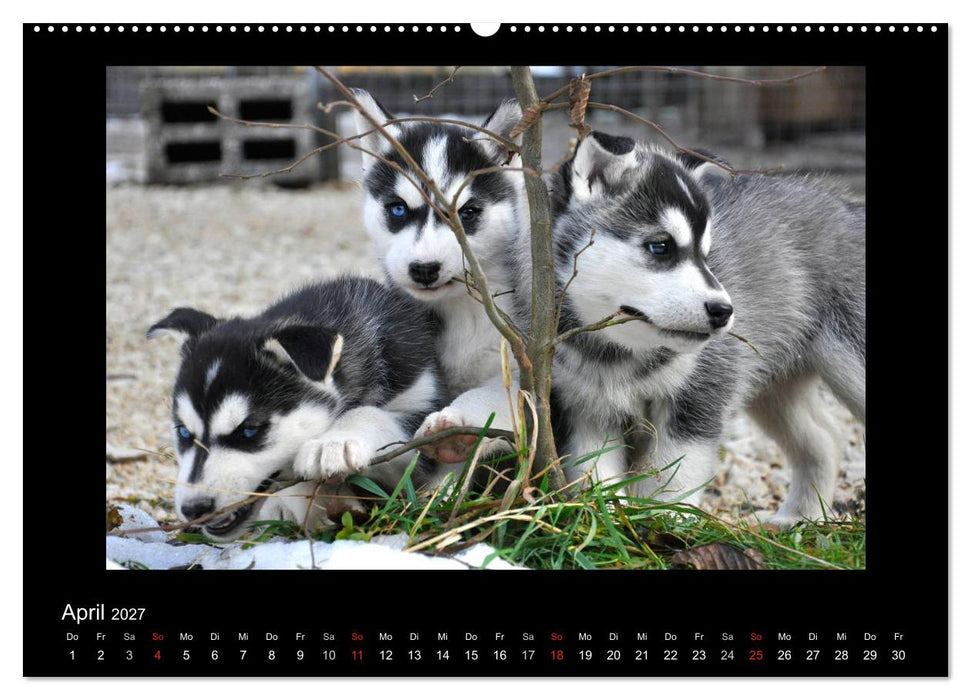 Husky-Kalender (CALVENDO Wandkalender 2027)