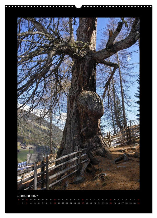 Mythos Baum / 2027 (CALVENDO Wandkalender 2027)