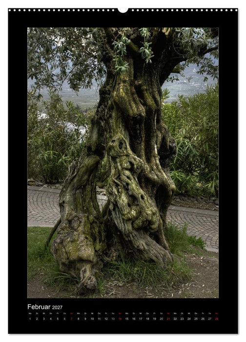 Mythos Baum / 2027 (CALVENDO Wandkalender 2027)