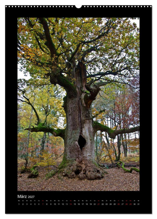 Mythos Baum / 2027 (CALVENDO Wandkalender 2027)
