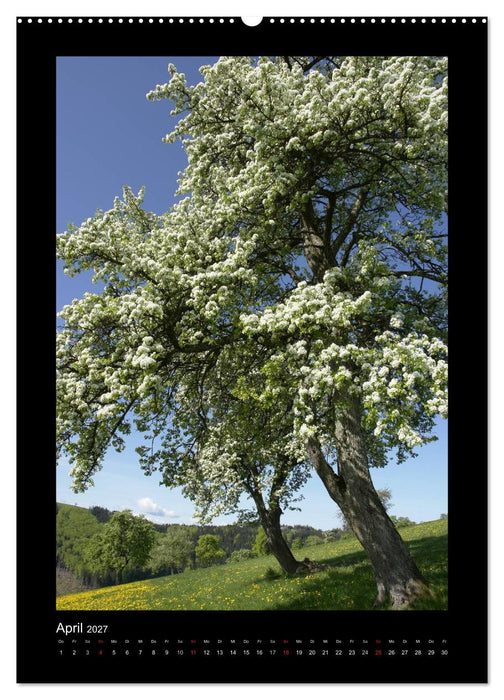 Mythos Baum / 2027 (CALVENDO Wandkalender 2027)